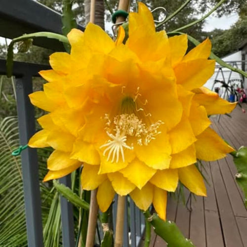 Epiphyllum Plants Live, 2 Plants per Pot, Orchid Cactus Plants for Indoor and Outdoor Planting, Well Rooted Orchid Cactus Plant, Ready to Plant (Yellow Epiphyllum)