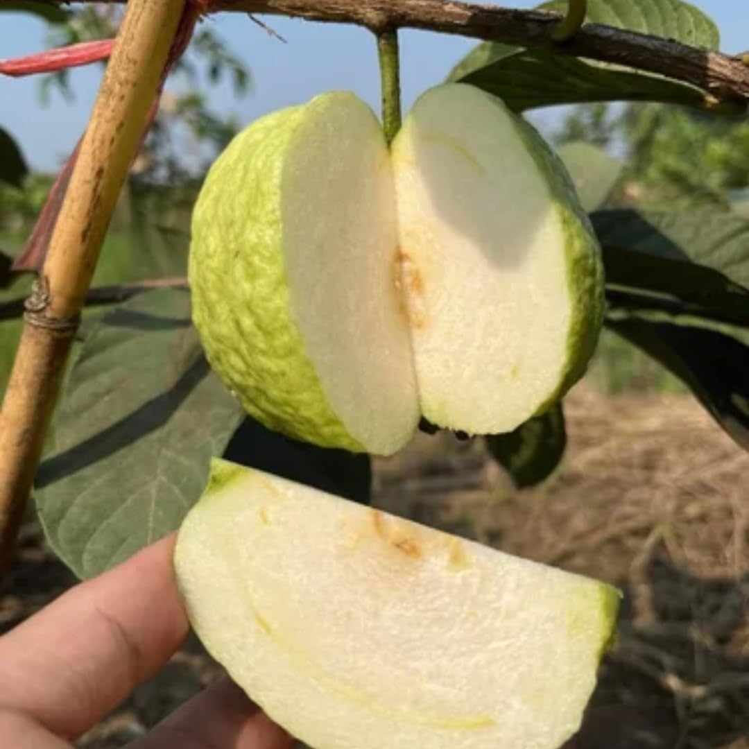 White Guava Tree Plant, Live Guava Tree for Planting, Guava Tree Live Plant 6-9 Inc in Tall in 4 Inc Pot