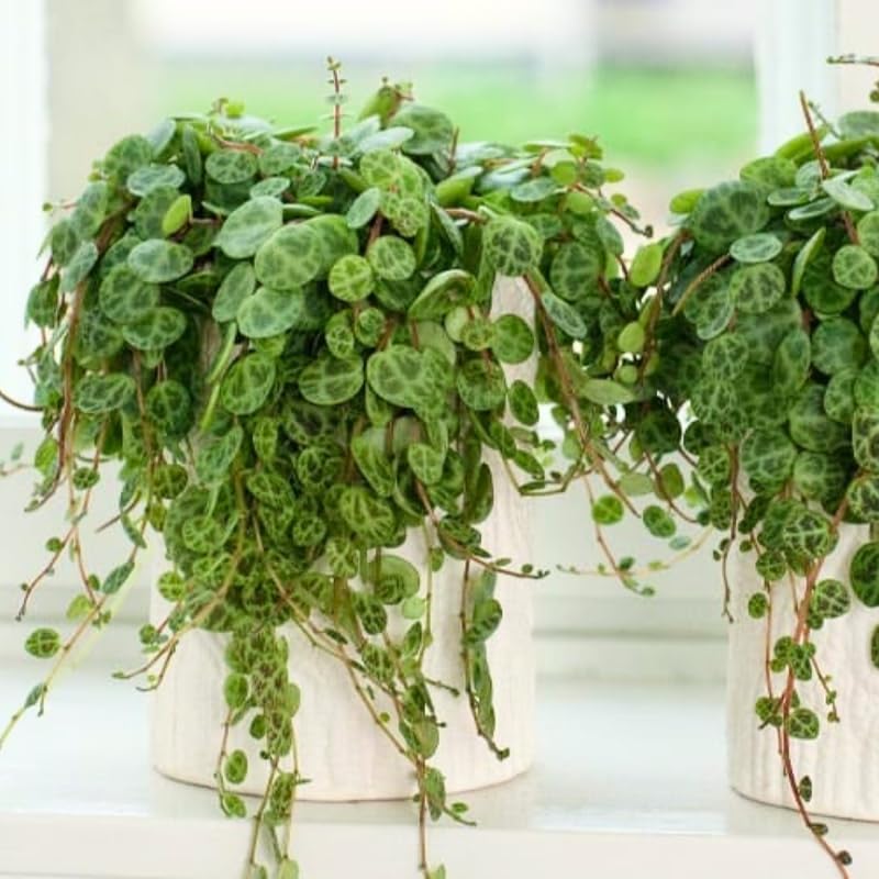 Succulent Plant Live, Trailing Houseplant, Indoor Green Foliage Plant in 4 Inch Pot (String of Turtles)