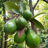 Green Brown Avocado Live Plant 3ft Tall in 1 Gallon, Grafted Avocado Tree Plant, Fruit Plants for Your Garden