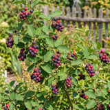 Serviceberry Tree Live Plant, Serviceberry Plant, 2-3 Years Old Plant, 16-24 Inc Tall, Sweet Edible Berries for Outdoor Garden