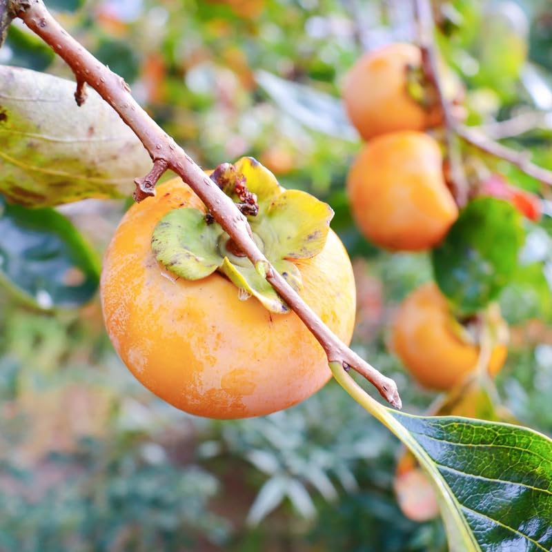 Live Persimmon Tree in Pot, 4 Ft Air-Layered Tree, Persimmon Fruit Live Plant Potted