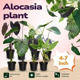 4 Alocasia Live Plants Variegated, Rare Elephant Ear Houseplant 4'' Pot for Indoor Outdoor Growing, Tropical Alocasia Plants