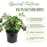 Boysenberry Plant, Thornless Boysenberry Plant Live, 5-7 Inches Tall, Sweet Boysenberries, Fruit Bearing Berry Vine for Outdoor Garden and Trellis Growing