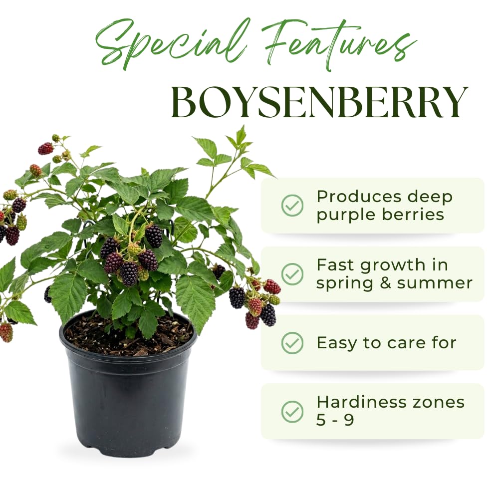 Boysenberry Plant, Thornless Boysenberry Plant Live, 5-7 Inches Tall, Sweet Boysenberries, Fruit Bearing Berry Vine for Outdoor Garden and Trellis Growing