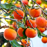 2 Cold Hardy Persimmon Trees Live Fruit Plants, 6-14" Tall Well-Rooted, American Persimmon Tree