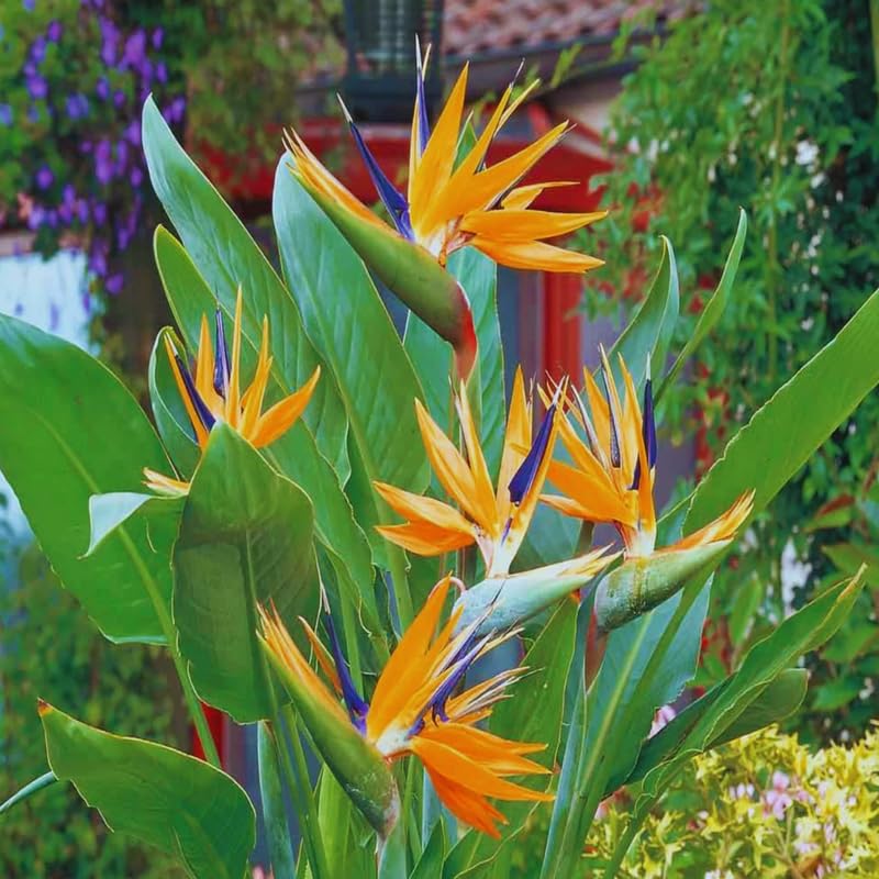 Set 2 Orange Bird of Paradise Plants Live, Strelitzia Reginae Live Plant, Established Roots, 5 Inc to 1 Feet Tall, No Pot