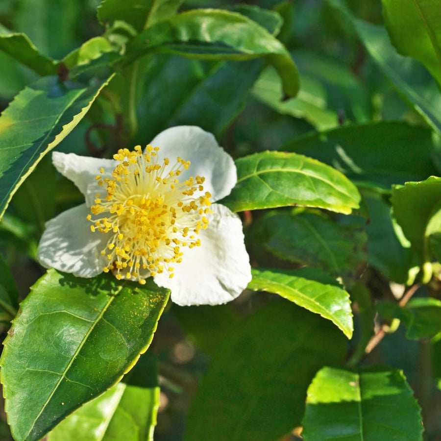 Tea Plant Camellia Sinensis Plants Live, Set 2 Plants, Live Tea Plant Tree, Herb Plant Garden