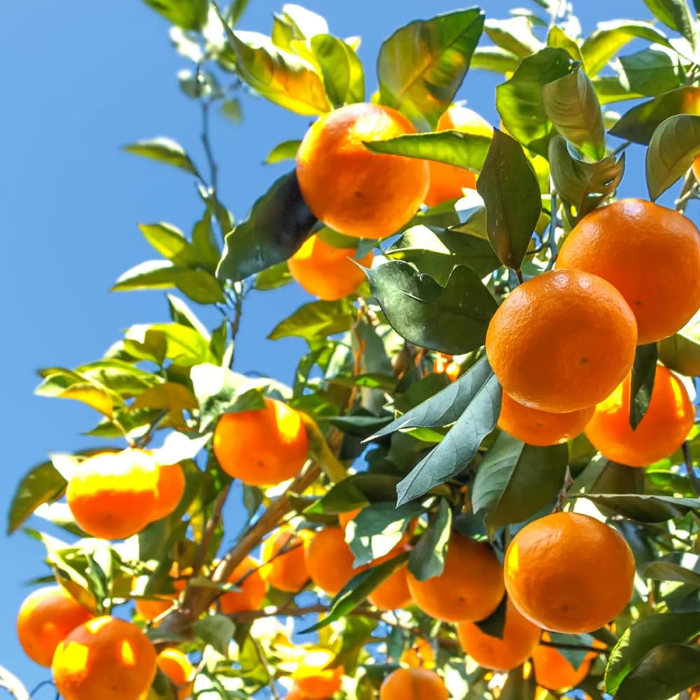 Tangerine Tree Live, 3 Feet Grafted Citrus Tree for Outdoor Planting, Sweet Tangerine Fruit Tree, Orange Tree