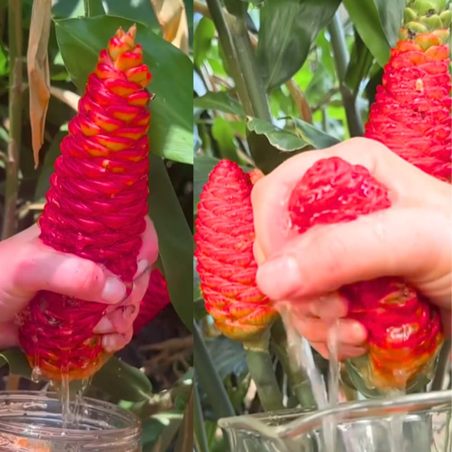 5-9" Awapuhi Shampoo Ginger Plants Live, Zingiber Zerumbet Pinecone Ginger Plants, Red Ginger Lily Flowers Outdoor Growing