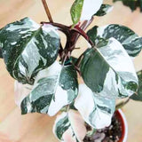 2 White Philodendron Live Plant 5-9" Tall, Rare Tropical Indoor Houseplant Home Garden