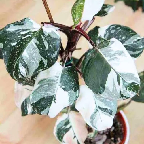 2 White Philodendron Live Plant 5-9" Tall, Rare Tropical Indoor Houseplant Home Garden