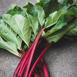 5 Rhubarb Plant Bare Roots for Planting, Large Size Perennial Rhubarb Crown Vegetables Well Rooted, Crisp Red Stalks, High Yielding