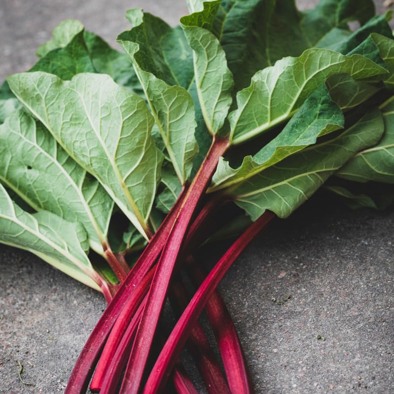 5 Rhubarb Plant Bare Roots for Planting, Large Size Perennial Rhubarb Crown Vegetables Well Rooted, Crisp Red Stalks, High Yielding