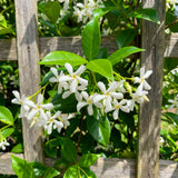 Star Jasmine Plant Live, Jasmine Flower Plant, 3-5 Inc Tall, Fragrant Climbing Vine for Indoor Outdoor Growing