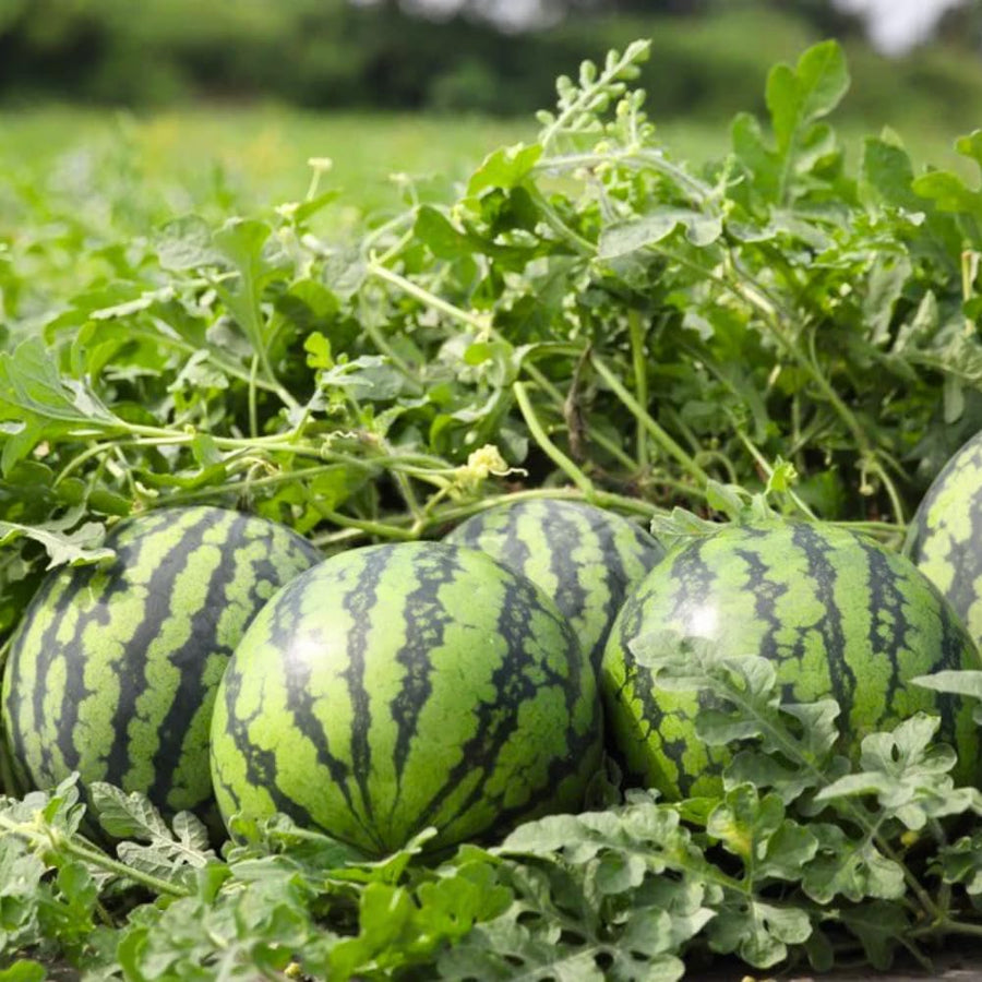 2 Sweet Watermelon Plants for Planting, Watermelon Vine, Sweet Fruit Trees, 2PPP, 3-6 Inc Tall