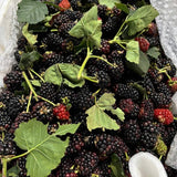 Set 2 Thornless BlackBerry Bushes Live Plants, Edible Blackberries Fruit Tree, 4-8 Inch, Outdoor and Container Growing - Triple Crown