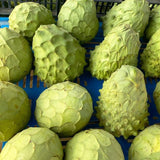 Cherimoya Tree Live Plant, Sugar Apple Like, 8-10 inches Tall in Half Gallon Pot, Sweet Tropical Fruit for Gardening, No CA