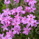 Set 2 Pink Creeping Phlox Live Plants, Creeping Phlox Plants Perennial, Groundcover Hardy Flower Plants for Growing Outdoor, No Pot, Size 4 Inch Pot