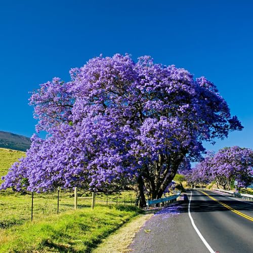 Jacaranda Mimosifolia Live Plant, 8-10 Inches Tall in 4" Pot, Blue Purple Flowering Tree for Outdoor Growing Garden and Landscape