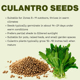 Pack 500 Culantro Seed, Culantro Herb Seed for Planting, Vegetable Herb Plant, Ready for Growing