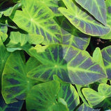 2 Alocasia Live Plants, Live Alocasia Plants Indoor, 3 to 5 Inches, Colocasia Plant, Elephant Ear Esculenta Taro Colocasia Plant House Plant (Green Black)