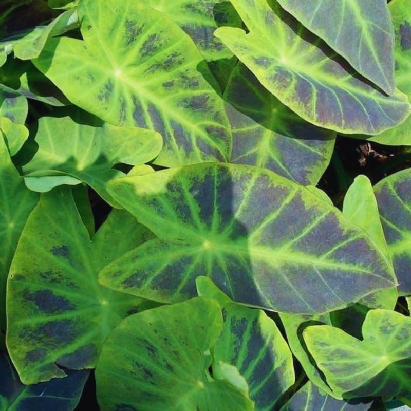 2 Alocasia Live Plants, Live Alocasia Plants Indoor, 3 to 5 Inches, Colocasia Plant, Elephant Ear Esculenta Taro Colocasia Plant House Plant (Green Black)