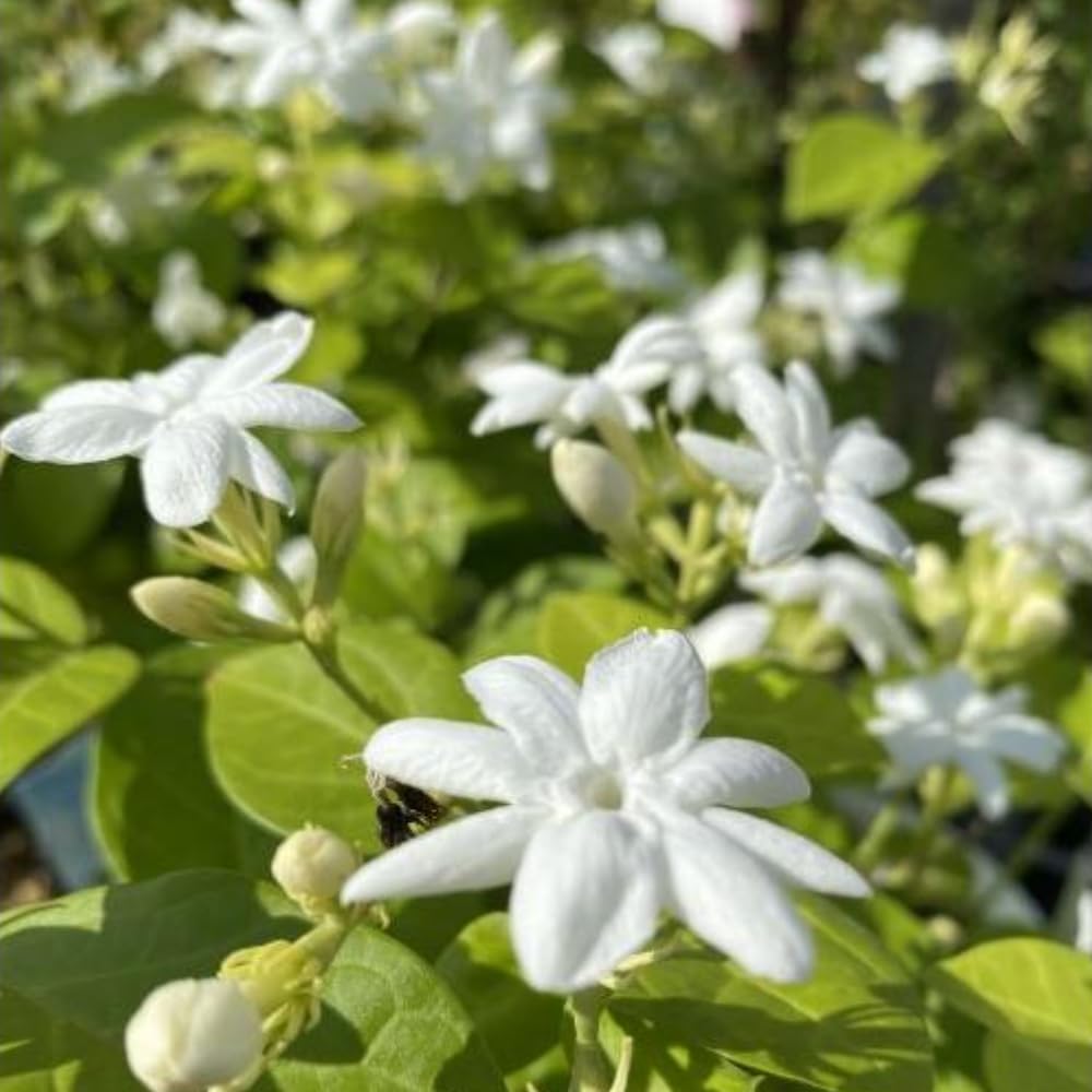 Jasmine Plant Live Indoor, Arabian Jasmine Flower Plant Pot, a Half Gallon Pot, 10 to 12 Inc Tall, White Flower