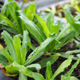 Set 500 Culantro Seed for Planting, Culantro Herb Seed, Vegetable Herb Plant, Ready for Growing