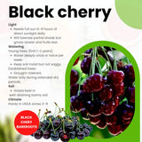 4 Black Cherry Trees Live Plants, Sweet Cherry Plant Live Fruit Tree 12-18 Inch Height, Bareroot Dormant Cherry Tree Plant for Planting