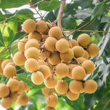 Longan Tree Live in Pot, 3 Ft Tall Grafted Longan Fruit Live Plant, Tropical Fruit Tree