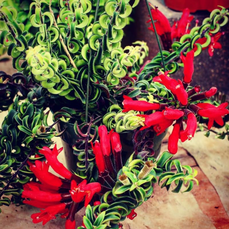 2 Curly Lipstick Plants Live Houseplants, Red Lipstick Vine Plant Live, 4 Inches Pot