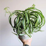 Curly Spider Plant in 4'' Pot, Live Indoor House Plant, Variegated Houseplant Ready to Grow Indoor Outdoor
