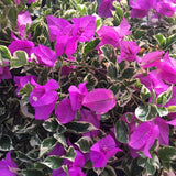 2 Bougainvillea Plants Live, Perennial Bougainvillea Flowers Vine, Outdoor Garden Planting 5-9 Inches
