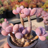 Pink Succulent Plant Live in 2'' Pot, Rare Succulent for Indoor Outdoor Planting, Easy Care Houseplant, 3-4'' Tall