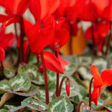 Live Red Cyclamen Plant, Cyclamen Flower Live Plant, Hardy Indoor Flowering Houseplant 5-7 Inches Tall,Ready to Grow