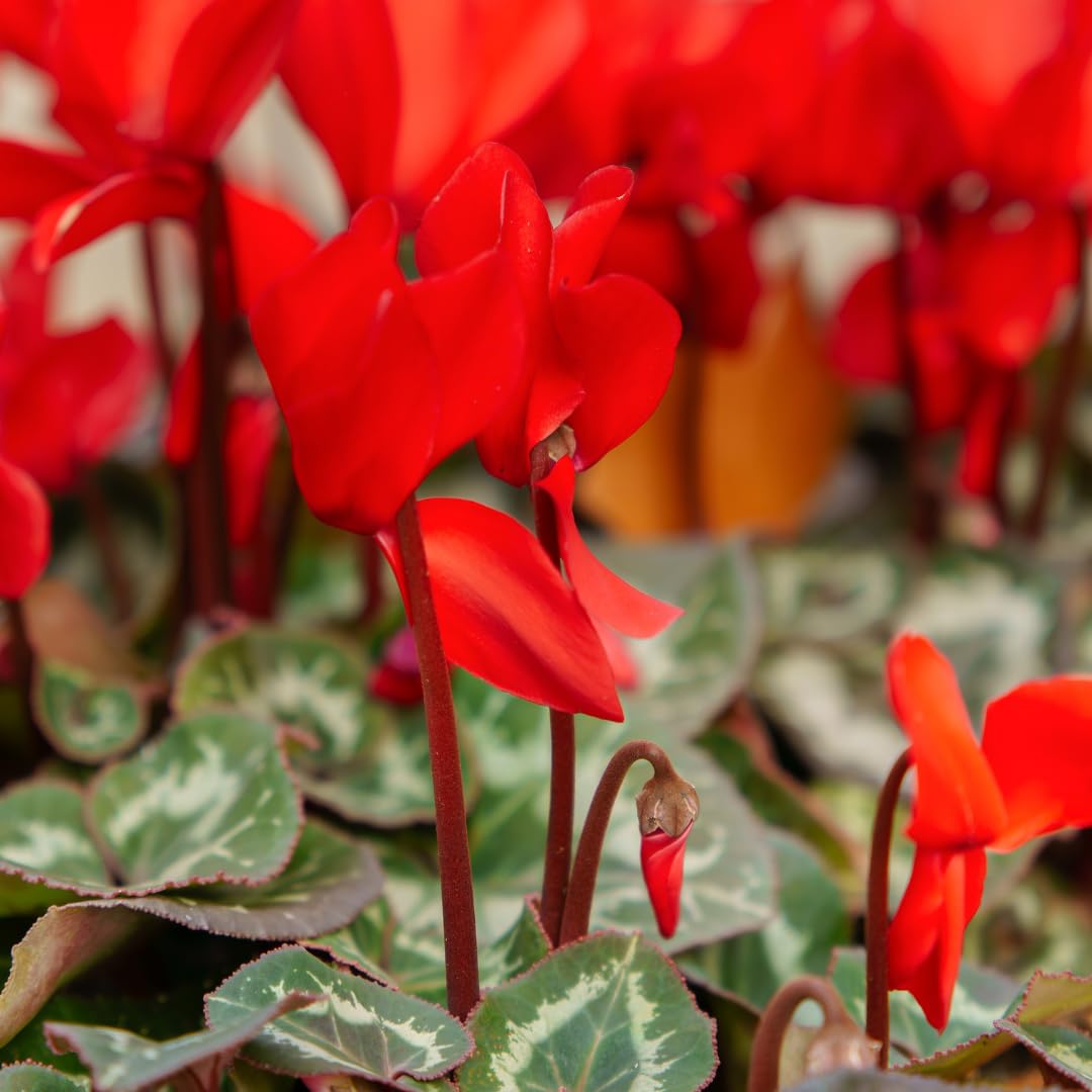 Live Red Cyclamen Plant, Cyclamen Flower Live Plant, Hardy Indoor Flowering Houseplant 5-7 Inches Tall,Ready to Grow