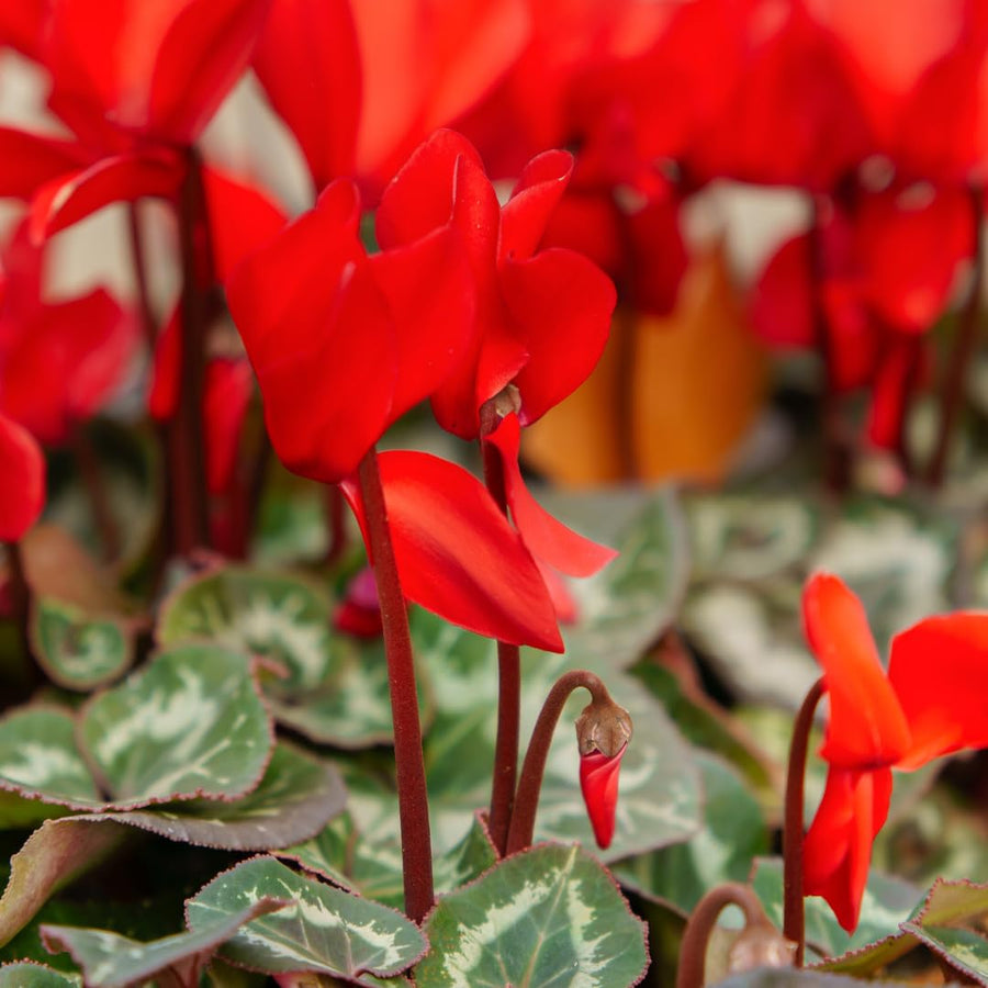 Live Red Cyclamen Plant, Cyclamen Flower Live Plant, Hardy Indoor Flowering Houseplant 5-7 Inches Tall,Ready to Grow