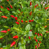 100 Bird Chili Pepper Seeds, Thai Hot Pepper Seeds for Planting Garden, Containers, and Indoor Growing