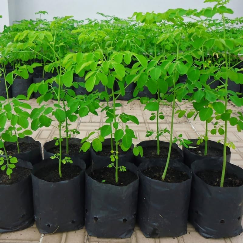 Dwarf Moringa Malunggay Trees Live Plants Well-Rooted, 6-10" Drumstick Horseradish Tree in 4" Pot, Moringa Oleifera for Gardening