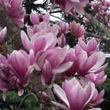 Magnolia Tree Live Plant in 2.5'' Pot, Magnolia Starter Tree, Ornamental Flowering Tree, Outdoor or Container Growing (Jane Magnolia)