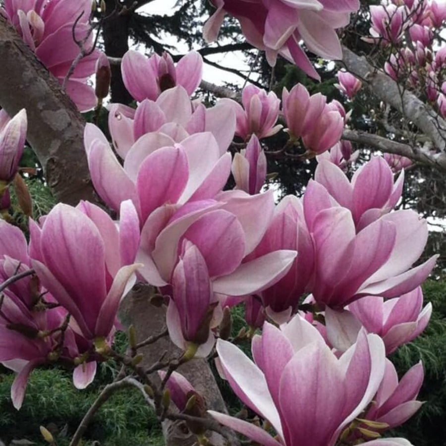 Magnolia Tree Live Plant in 2.5'' Pot, Magnolia Starter Tree, Ornamental Flowering Tree, Outdoor or Container Growing (Jane Magnolia)