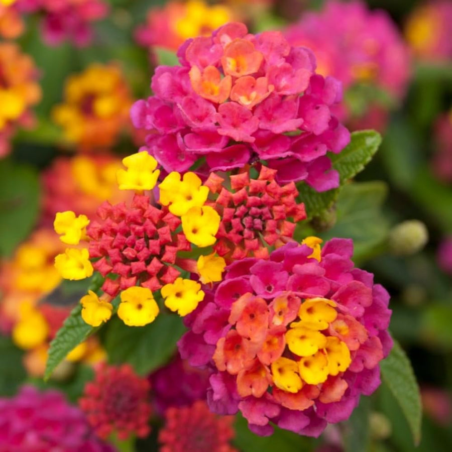 Set 3 Lantana Plants Live for Planting, 6-9 Inch Height, Ornamental Lantana Live Plants Ready to Grow (Rose Lantana)