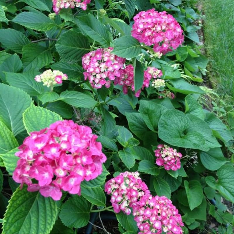 Pink Hydrangea Plant, 5 to 7 Inch Tall Hydrangea Plants Live, Without Pot, Change Color Flowers Hydrangeas Bush Plant Outdoor Shade Garden, Colorful Flowers