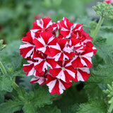 4 Red White Verbena Plants Live, 5-9" Tall Hardy Perennial Flower Plants, Well-Rooted for Outdoor Planting