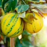 3 Years Old Variegated Pink Lemon Tree Live Plant, 3-4 Feet Tall Grafted Citrus Tree, Hardy Yellow Lemon Fruit Tree for Outdoor Planting