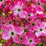 Pink Dogwood Tree Live Plant for Planting 7-12 Inc Height, in Pot, Pink Dogwood Live Plant Dogwood Bush Shrub, Dogwood Plant Live, Dogwood Flowers