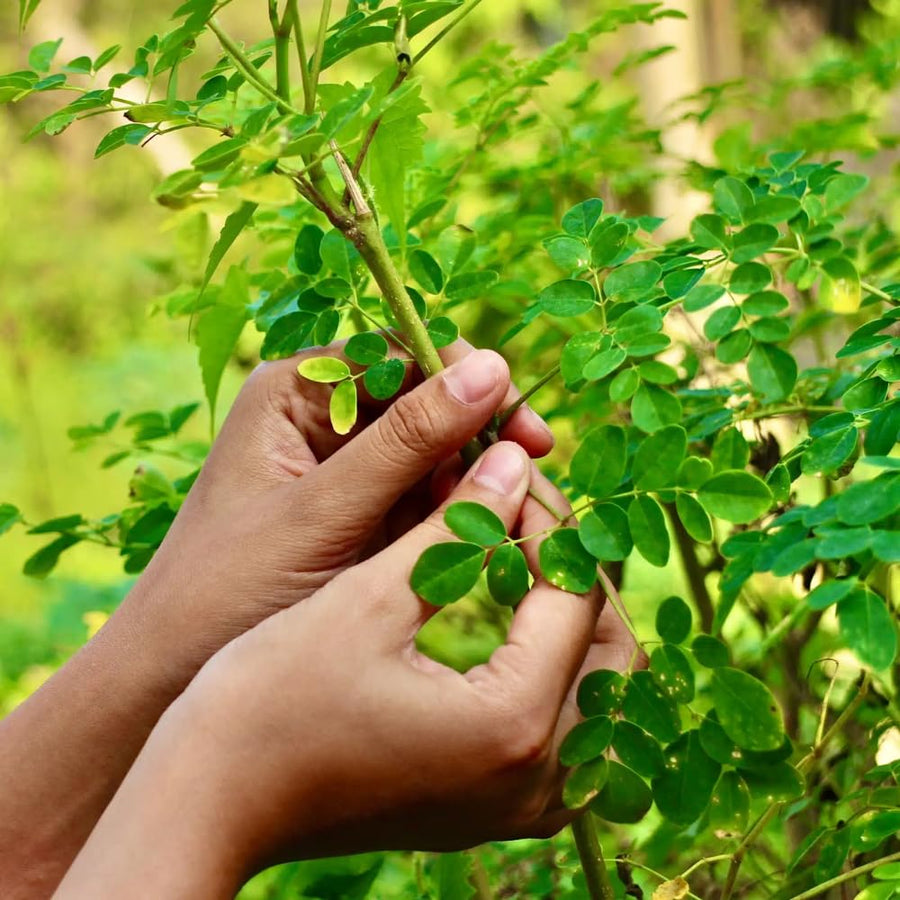 Moringa Tree Live Plant, 6-8 Inches Tall, Well-Rooted Moringa Oleifera Seedling, Fast-Growing Tropical Tree