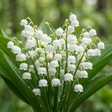 Set 10 Lily of the Valley Roots, Lily of the Valley Bulbs, Sweetly Fragrant White Flowers, Easy Grow for Garden Bed and Borders