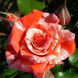 Rose Bush Live Plant - Rose Plant Live Shrub - Bareroot with Soil 5-10 Inch Tall - Fragrant Rose Flowers Heirloom Rose Shrub - No Pot (Rare Orange Rose)